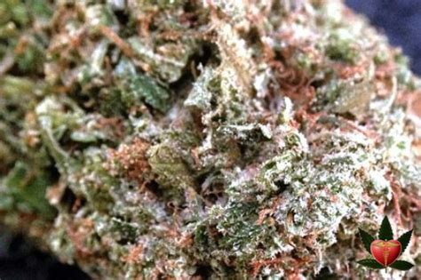 gucci og strain|gucci og strain review.